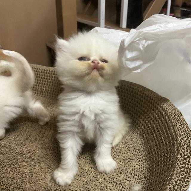 ลูกแมวเปอร์เซียหน้าบี้หน้าหล่น ขาว  รับน้องได้หลัง 23 มีค 69 เปิดกล้องดูก่อนได้ค่ะ รูปที่ 12