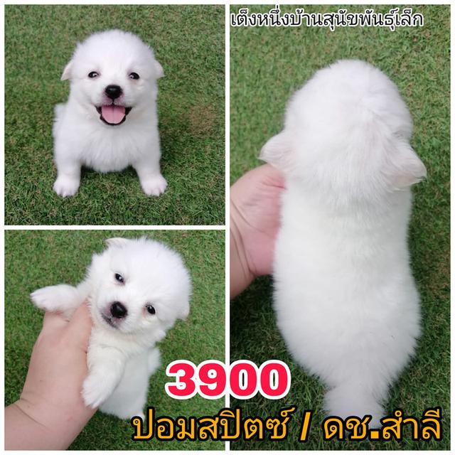 ปอมสปิตซ์  พร้อมย้าย