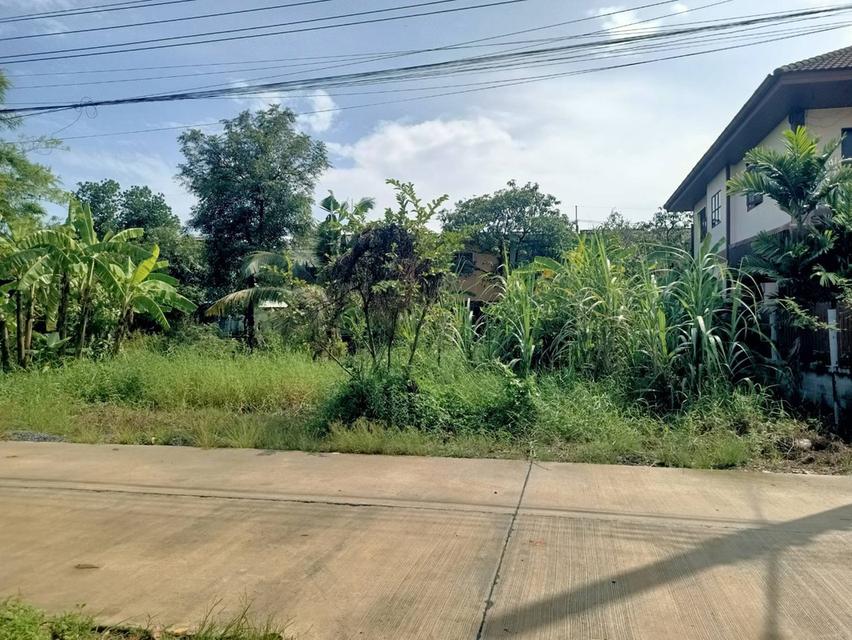 ที่ดินในกรุงเทพเขตหนองจอก 1