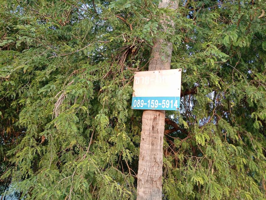 ขายที่ดิน ทำเลดี ที่สวย 5