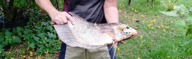 ขายสวนมะม่วงพร้อมบ้านราคา2400000บาท 14