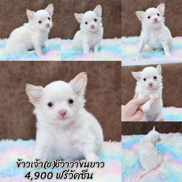 ชิวาวาผู้ ขนยาว สีขาวครีม