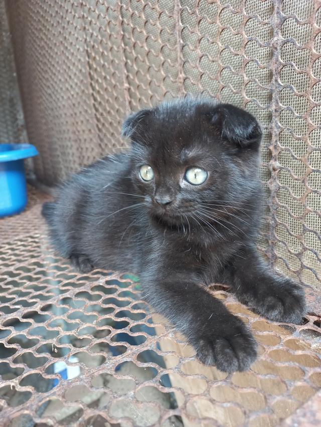 สกอตติชผสมเปอร์(โคราช)