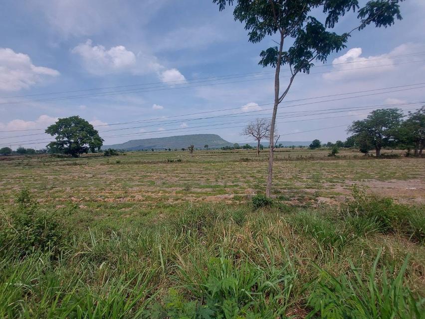 17 ไร่ แถมฟรี 3 งาน 42 ตรว  บ้านพัดทะเล  ใกล้เทศบาล ลำนางแก้ว  อ. ปักธงชัย 3