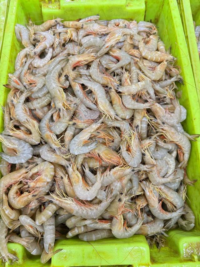 ขายกุ้งแชบ๊วยสดๆจ้า