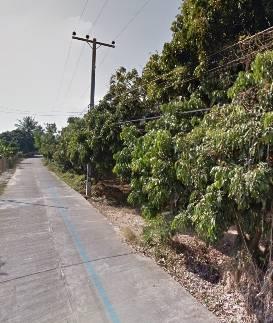 ขายที่ดิน พร้อมสวนลำไย ถ.ท่าศาลา อ.จอมทอง จ.เชียงใหม่ เนื้อที่8ไร่ 3