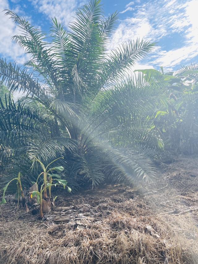 ที่ดิน 4