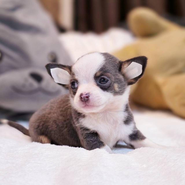 ชิวาวาขนสั้น เพศผู้ ขนสีเทา พิกัดรามอินทรา 6