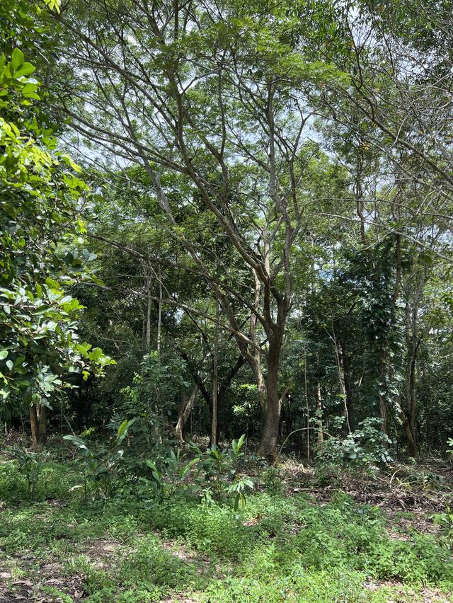 ขายที่ดินพร้อมบ้านและสวนบ้านเขาชะเมา 72 ไร่ ติดถนนเส้นอบจ.ระยอง จ.ระยอง 4