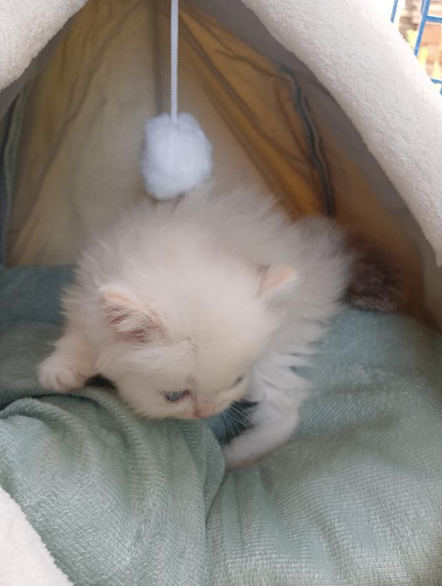 สก็อตติชเพศเมีย น่ารัก รูปที่ 7