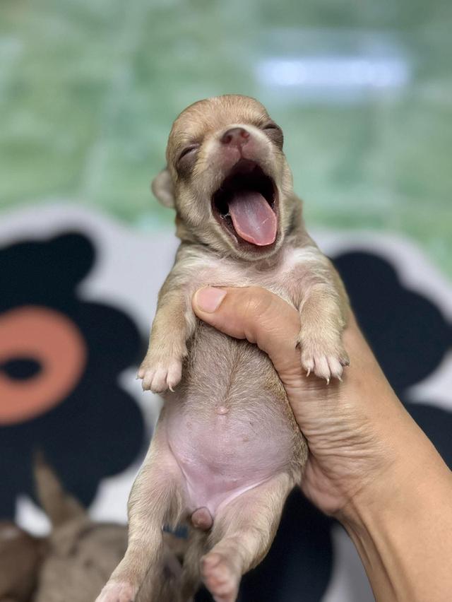 chihuahuaชิวาวาไทยแลนด์เกรดสวยสนใจ0955411084