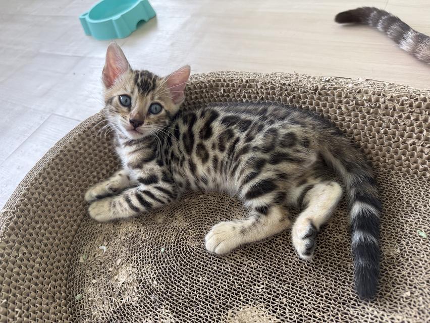 Bengal cat แมวเบงกอล รูปที่ 3