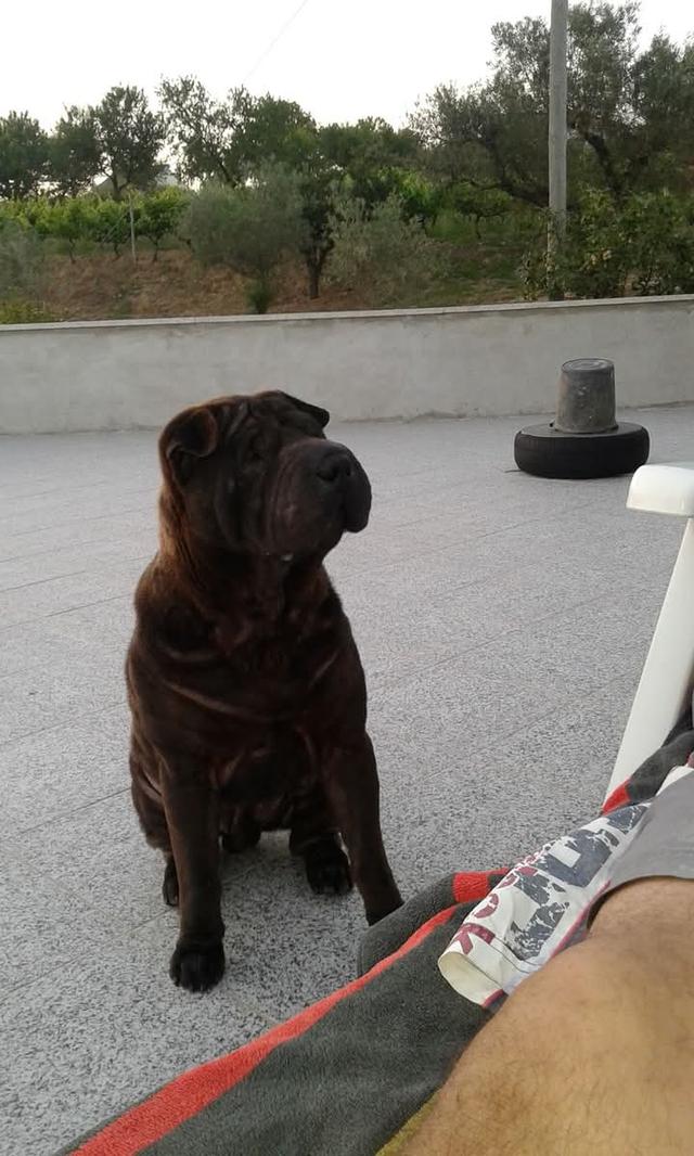 ขาย Shar Pei ขนสีดำสวย