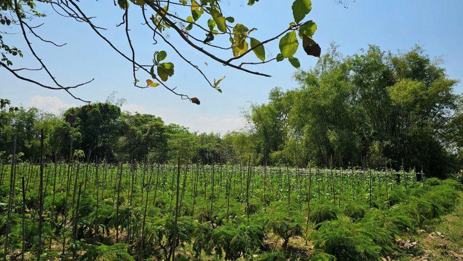 ขายที่ดินสวยระดับนางฟ้า ติดริมแม่น้ำเพชรบุรี