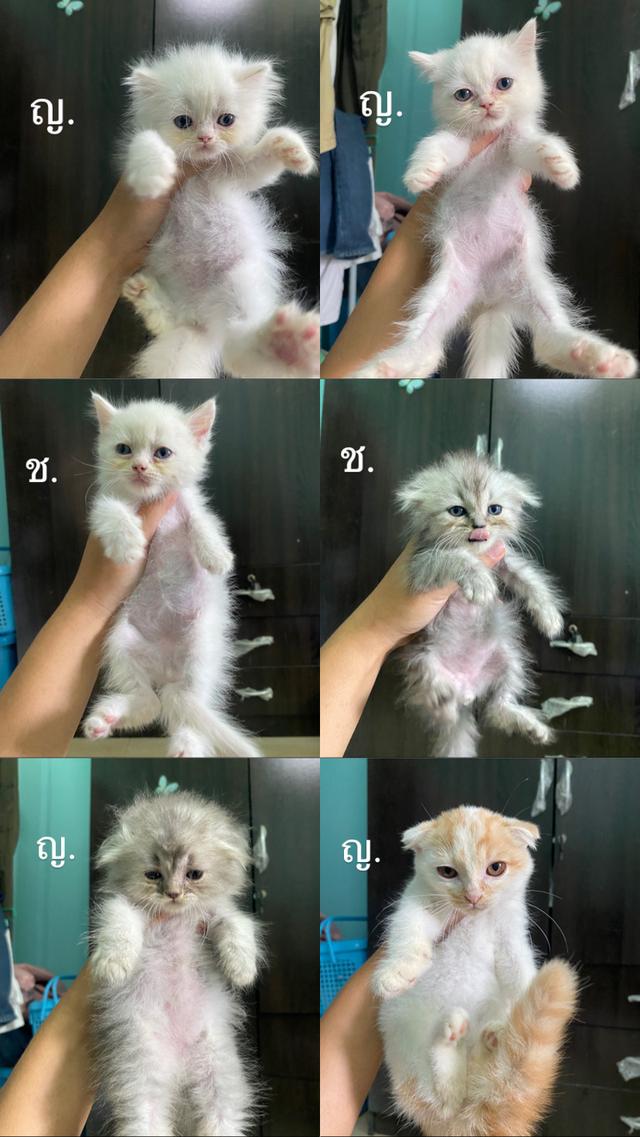 สก็อตติช ว่างแค่นี้แล้วนะคะ