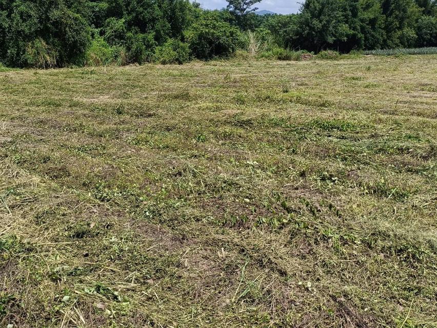 ให้เช่าที่ดินเปล่าระยะยาว 17