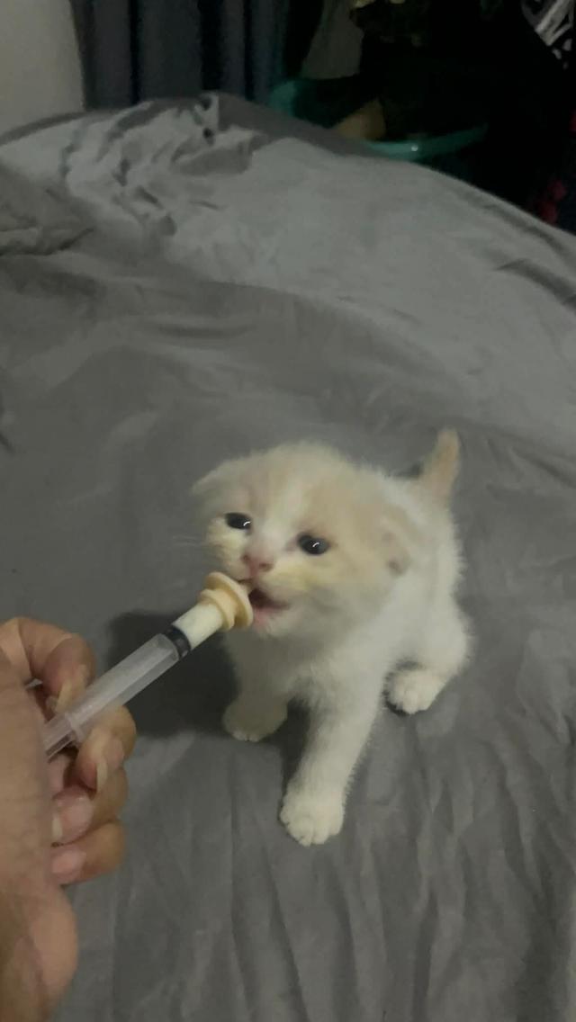 น้องแมวสก๊อตติสหูพับเพศผุ้ รูปที่ 2