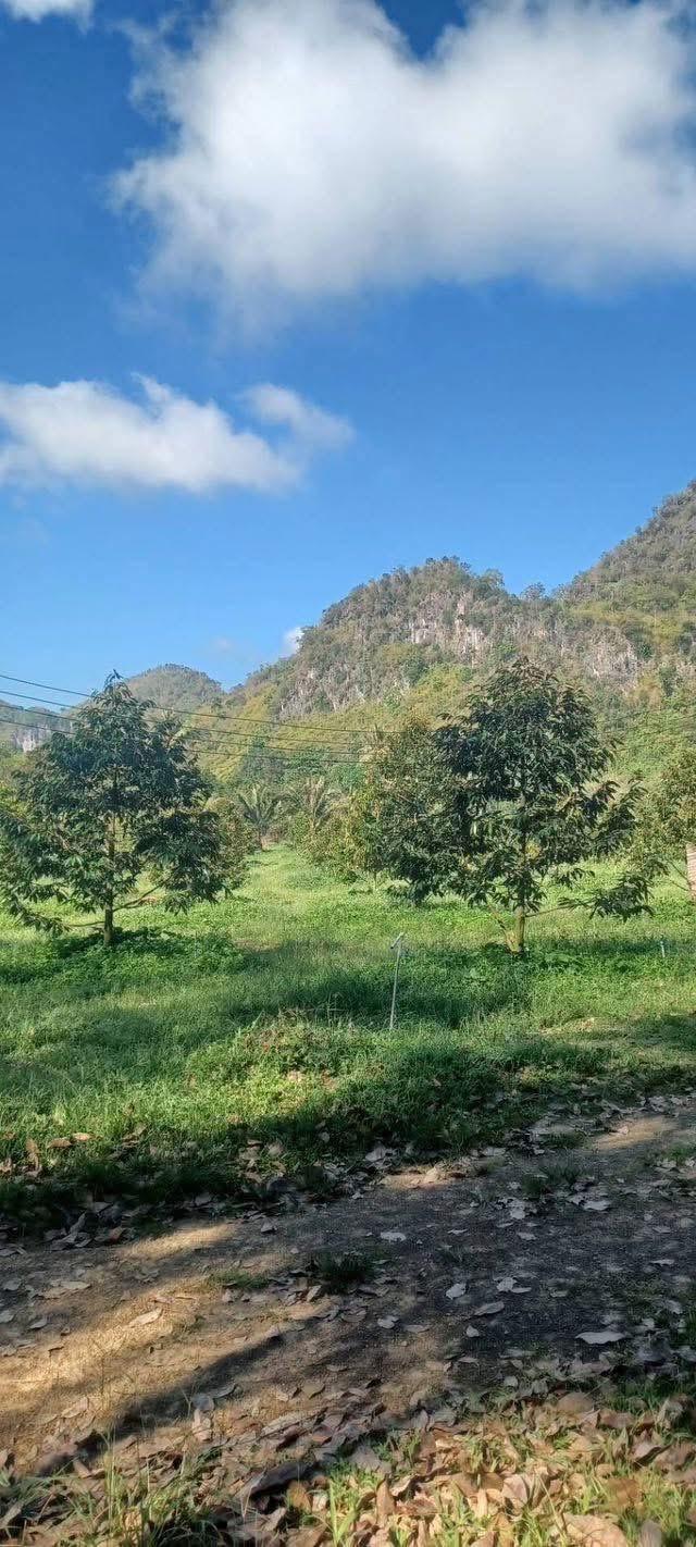 ขายสวนทุเรียนพร้อมบ้านพักอาศัย 7