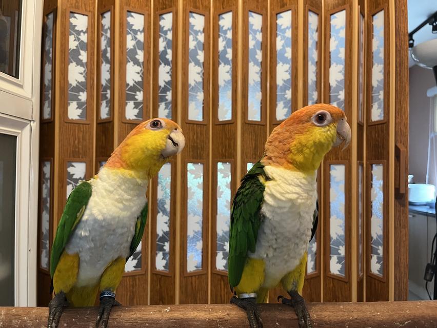 พ่อแม่ ไวท์บิลลี่ไคท์ white bellied caique
