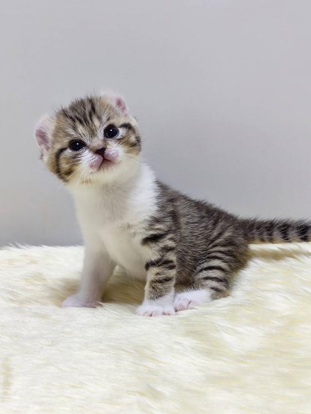 แมว อเมริกันเคิล น้องแมวหูบิน 3