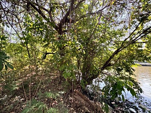 ขายที่ดินซอยลาดกระบัง3 ขนาด 371 ตร.วา (ถนนประชาทร) วิวลำธาร (N.1380) 12