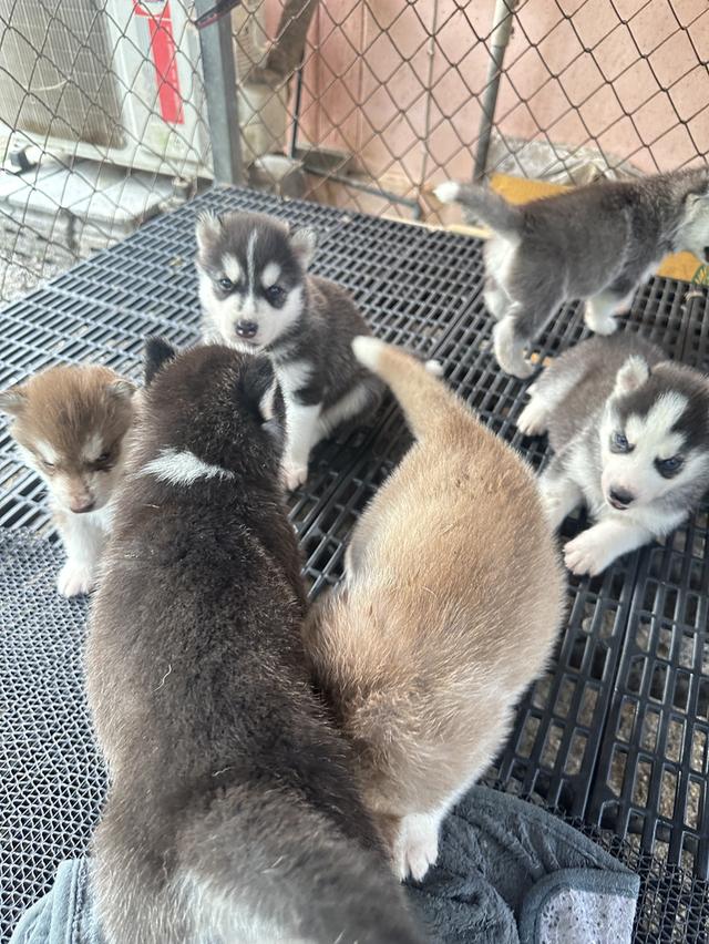 ลูกสุนัขไซบีเลี่ยนพ่อฮักกี้แมสสแตนดาร์ด รูปที่ 6