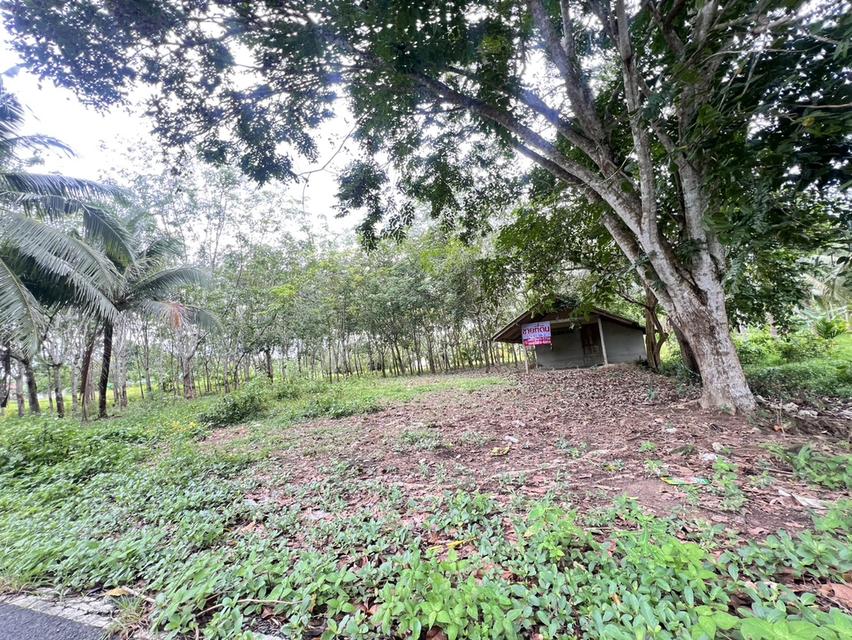 ขายที่ดิน จังหวัดนครศรีธรรมราช 2