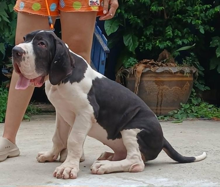 ลูกเกรทเดนคุณภาพ Great dane for sale รูปที่ 10