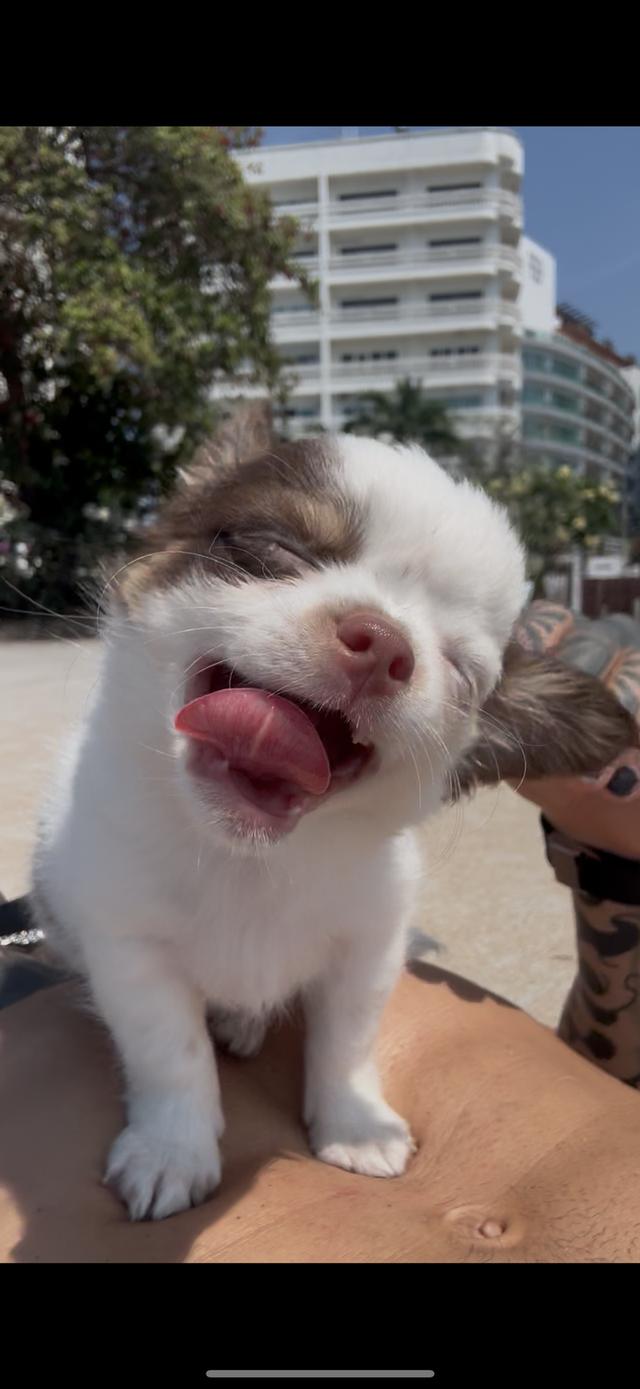 Chihuahua Puppy Boy Cute