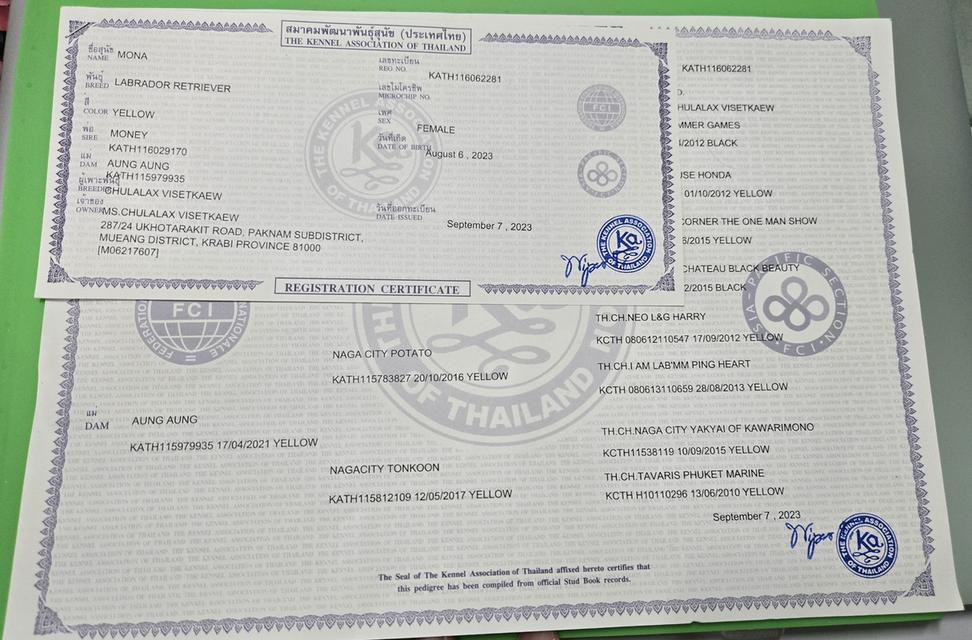 ลาบราดอร์ รีทรีฟเวอร์แท้  3