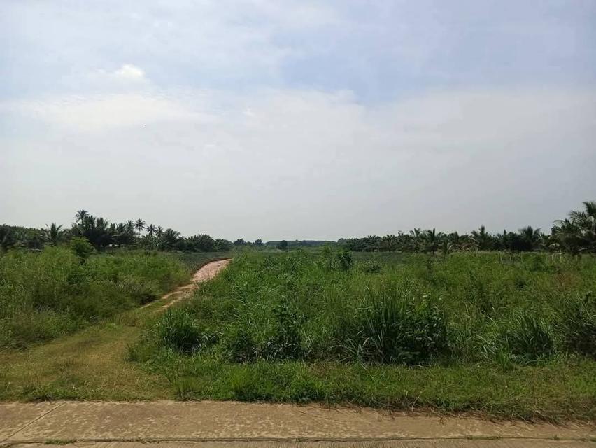 ที่ดินโฉนดครุฑแดงราคาถูกมาก23ไร่เศษ200,000 บาทต่อไร่ต่ำกว่าราคาประเมิน 4