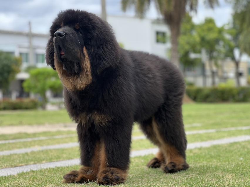 ทิเบตันมาร์ฟทิฟ นำเข้าจากประเทศจีน 7