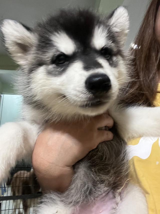 สุนัขอลาสกัน+ไซบีเรียน 2 เดือน 4000 ปทุมธานี รูปย่อยที่ 2