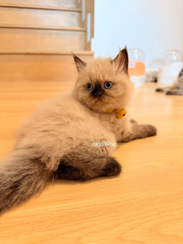 เปอร์เซียหิมาลายัน น้อนหญิง