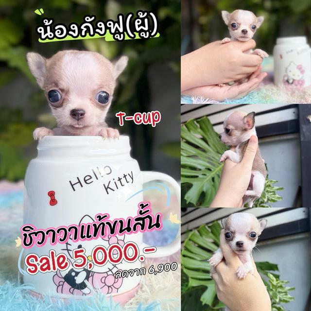 ชิวาวาแท้ขนสั้น เพศผู้