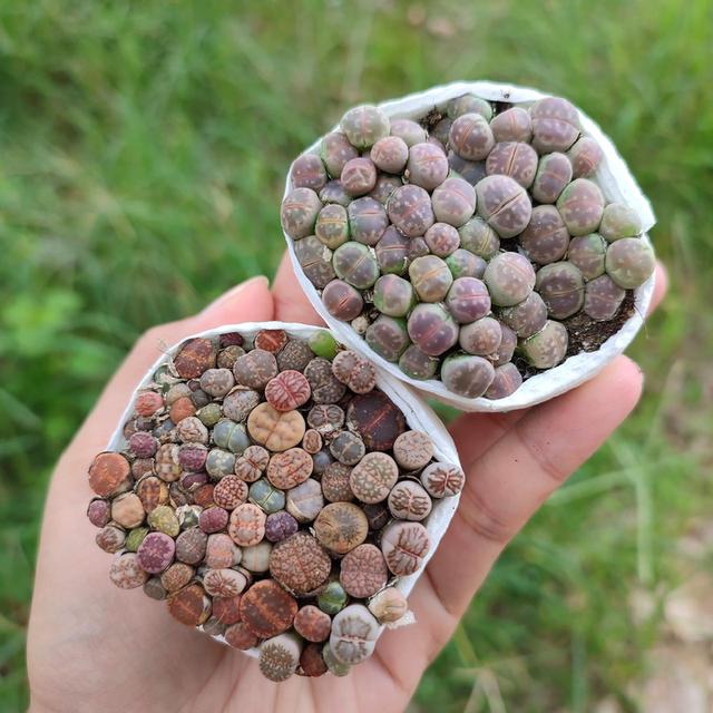 เซทกุหลาบหิน Lithops 1