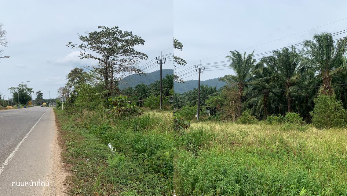 ที่ดินสวนปาล์ม 102 ไร่ 3 งาน 74 ตารางวา อ.กะเปอร์ จังหวัดระนอง 6