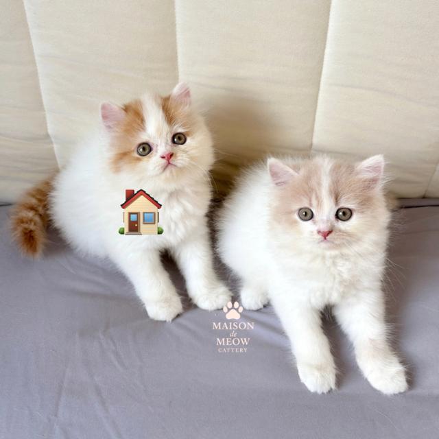 เปอร์เซียแท้ ตัวแน่น ฟอร์มหมี