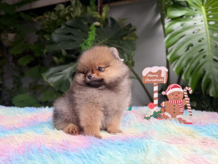 ปอมแท้ เพศเมียสีส้ม พิกัดรามอินทรา 3