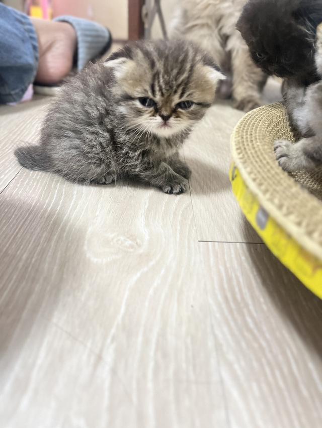 ลูกแมว อายุ 2 เดือน สก็อตติชโฟลด์ 3