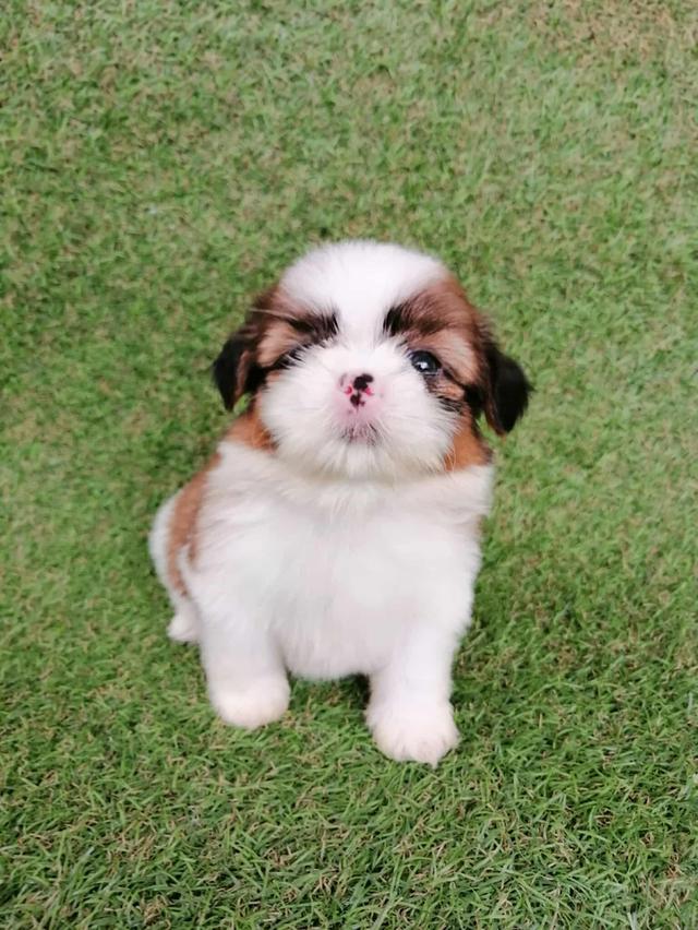 ชิสุห์เเท้ พร้อมย้าย