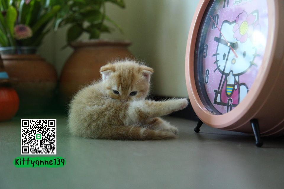 แมวสก็อตติชโฟลด์แท้แบ่งเลี้ยง 5