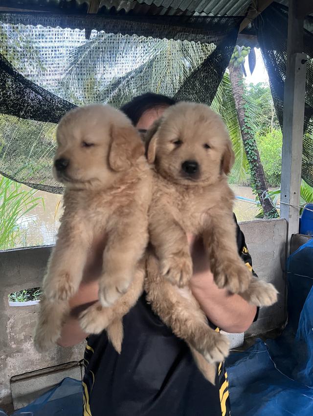 ลูกสุนัขโกเด้นรีทรีพเวอร์