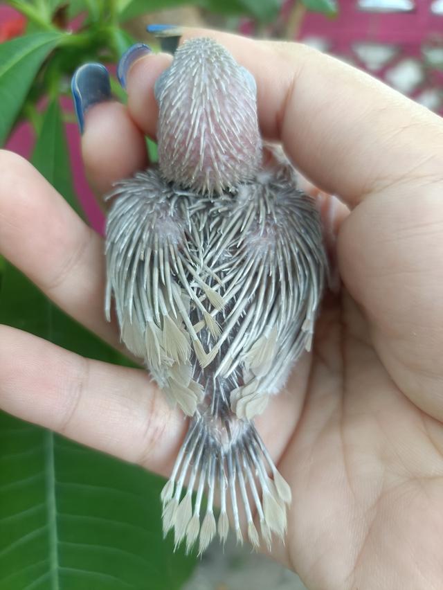 นกแก้วฟอพัส 4