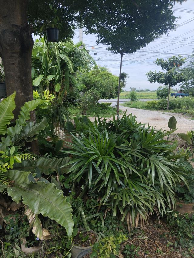 บ้านสวนสวยร่มรื่น ศรีประจันต์ สุพรรณบุรี 7