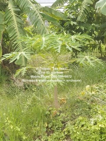 DSL-295.2 ขาย ที่ดิน ที่ดินซอยแย้มผกา 2 (บางบอน 4) 2 งาน 237 ตร.วา กรุงเทพ หนองแขม 4500000 บาท 8