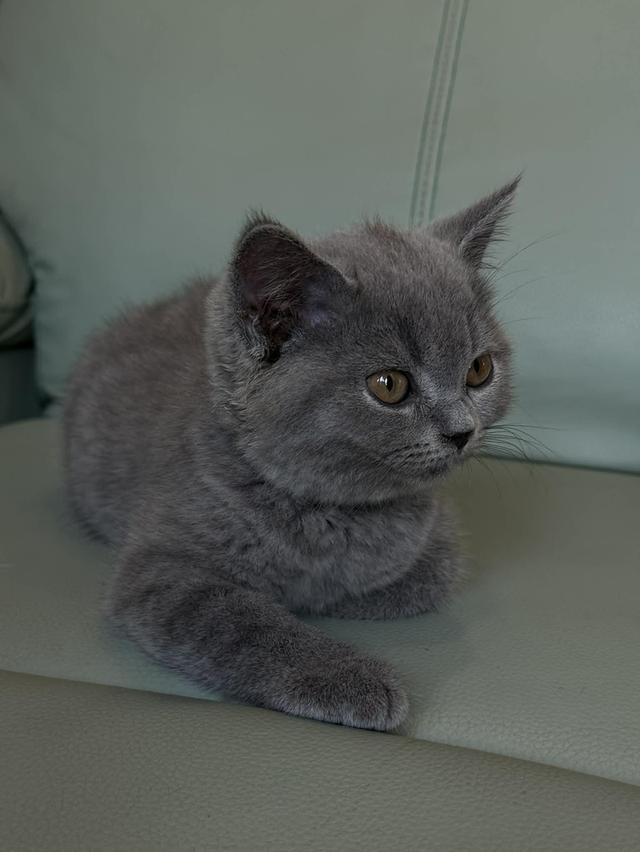 บริติช ช็อตแฮร์ สีบลู