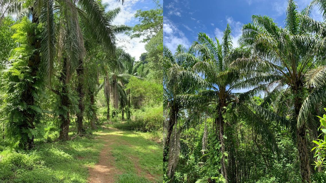 ขายที่ดินผืนใหญ่พร้อมสวนยางพาราและสวนปาล์ม มีลำห้วยโอมล้อม ต.บางหิน อ.กะเปอร์ จ.ระนอง 4