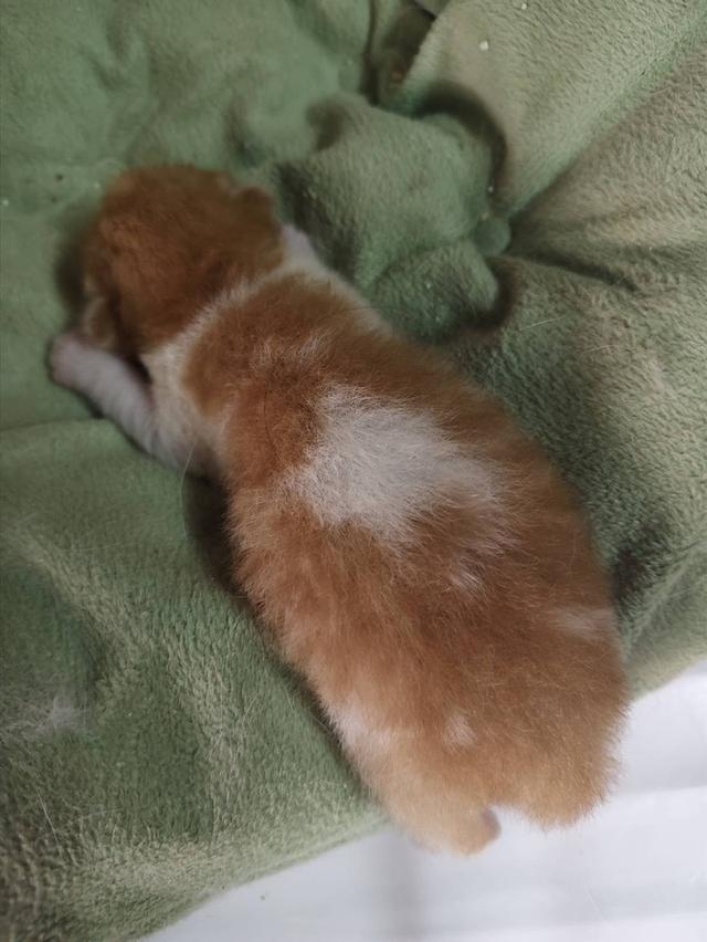 เปิดจองลูกแมวเปอร์เซียเพศ ญ ขาวส้ม รับน้องได้หลัง 14 มีค 69 เปิดกล้องดูก่อนได้ค่ะ รูปที่ 2