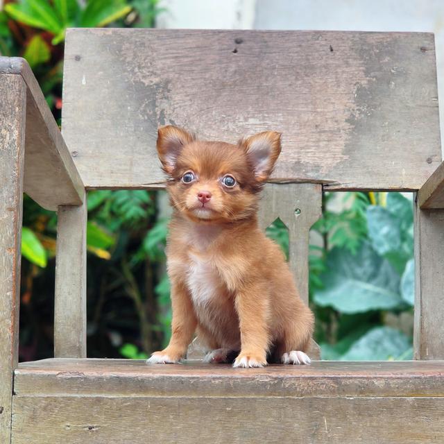 Chihuahua เพศเมียสีช็อค
